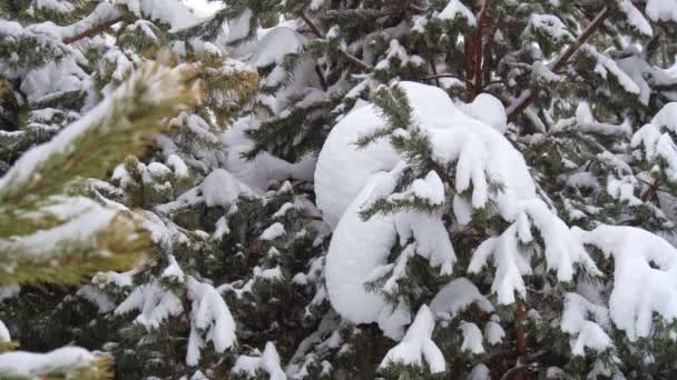Gros plan sur les branches de pins enneigés en décembre. Arbres à conifères enneigés en hiver. — Video
