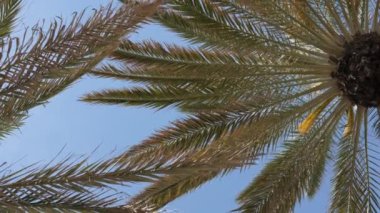 Güneşli bir günde mavi gökyüzüne karşı rüzgarda sallanan palmiye yaprakları..