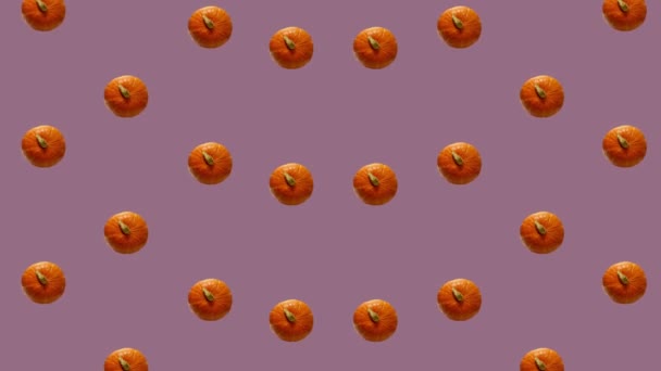 Patrón colorido de calabazas naranjas frescas. Vista superior. Patrón sin costuras con calabaza. Diseño de arte pop. Animación realista. Movimiento de vídeo 4K — Vídeo de stock