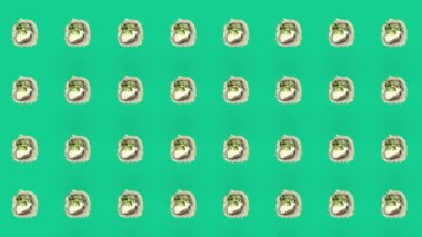 Yeşil arka planda Japon suşisinin renkli deseni. Suşi ile kusursuz desen. Üst Manzara. Gerçekçi animasyon. 4K video hareketi