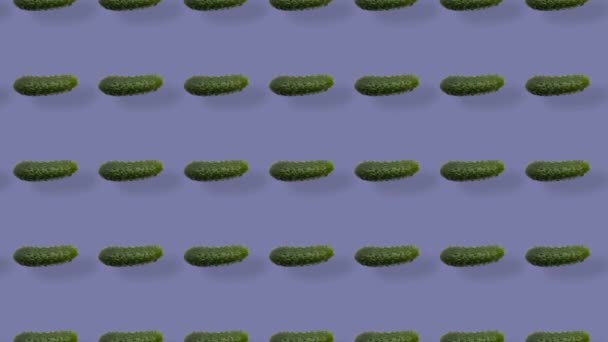 Πολύχρωμο μοτίβο από φρέσκα αγγούρια σε μωβ φόντο με σκιές. Απρόσκοπτη μοτίβο με αγγούρι. Ρεαλιστική κίνηση. 4K κίνηση βίντεο — Αρχείο Βίντεο
