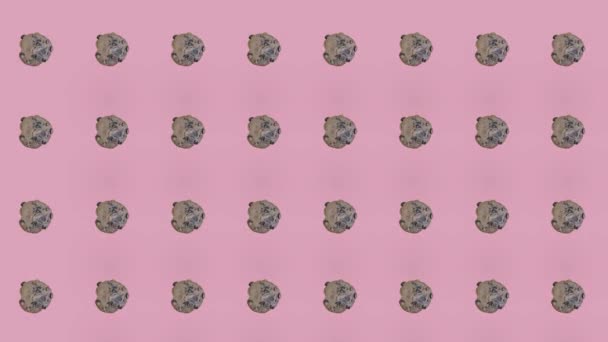 Buntes Muster frischer Schokoladenkekse auf rosa Hintergrund. Nahtloses Muster mit Cookie. Ansicht von oben. Realistische Animation. 4K-Videobewegung — Stockvideo