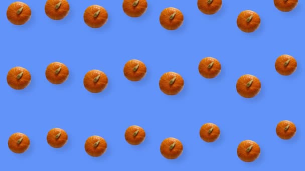 Modello colorato di zucche arancioni fresche. Vista dall'alto. Modello senza cuciture con zucca. Pop art design. Animazione realistica. Movimento video 4K — Video Stock