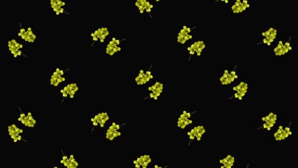 Barevný ovocný vzor čerstvých rotačních hroznů na černém pozadí. Bezproblémový vzor s hroznem. Realistická animace. Pohyb videa 4K — Stock video