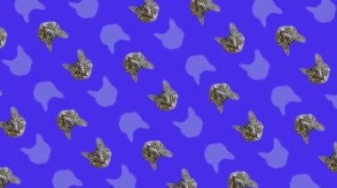Mavi arka planda kedi kafalarının renkli desenleri. Kedi yüzlü kusursuz desen. Üst Manzara. Gerçekçi animasyon. 4K video hareketi