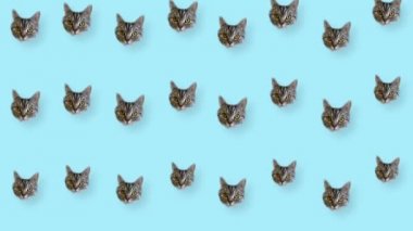 Mavi arka planda kedi kafalarının renkli desenleri. Kedi yüzlü kusursuz desen. Üst Manzara. Gerçekçi animasyon. 4K video hareketi