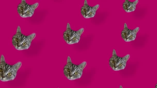 Patrón colorido de cabezas de gato sobre fondo rosa con sombras. Patrón sin costuras con caras de gato. Vista superior. Animación realista. Movimiento de vídeo 4K — Vídeos de Stock