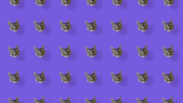 Patrón colorido de cabezas de gato sobre fondo violeta. Patrón sin costuras con caras de gato. Vista superior. Animación realista. Movimiento de vídeo 4K — Vídeo de stock