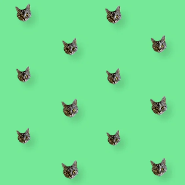 Patrón colorido de cabezas de gato sobre fondo verde. Vista superior. Acostado. Diseño de arte pop — Foto de Stock