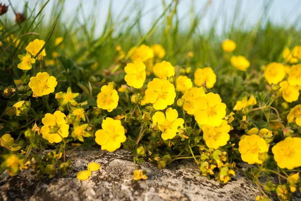 小さな黄色の花 — ストック写真