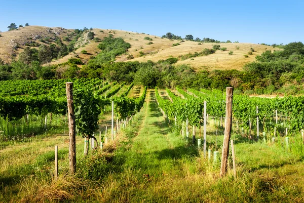 Vignobles sous la colline — Photo