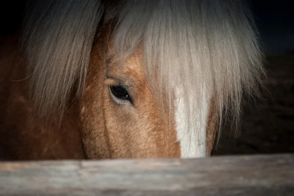 Cabeza del caballo — Foto de Stock