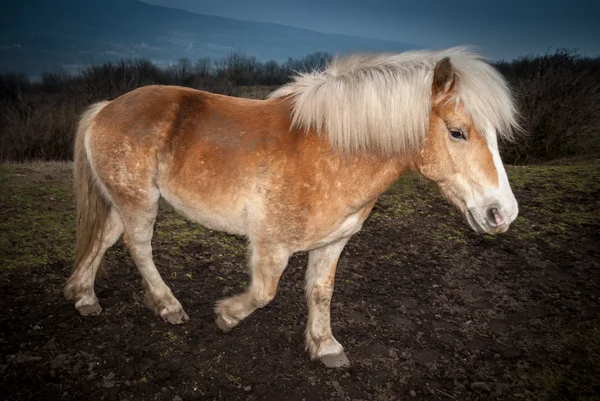 Cavallo braun a piedi — Foto Stock
