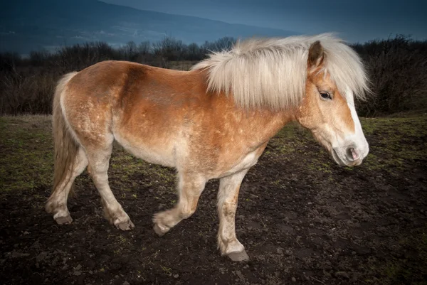 Caminar caballo braun — Zdjęcie stockowe