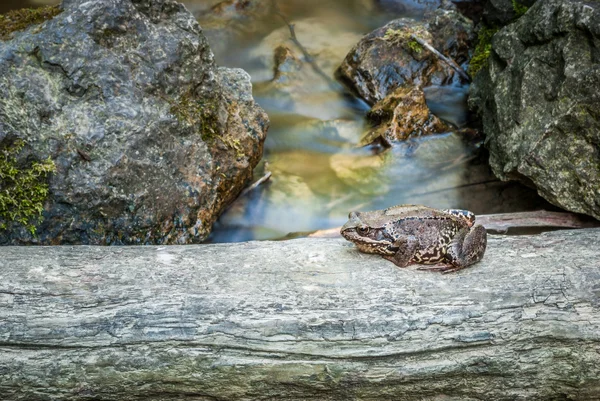 Žába na kmene — Stock fotografie