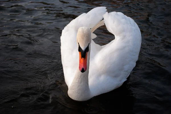 Swan — Stock Photo, Image