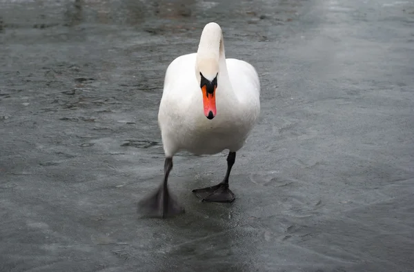 Walking swan — Stock Photo, Image
