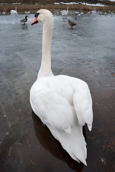 Swan — Stock Photo, Image