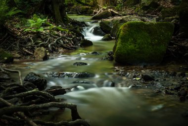 Ormanın derinliklerinde