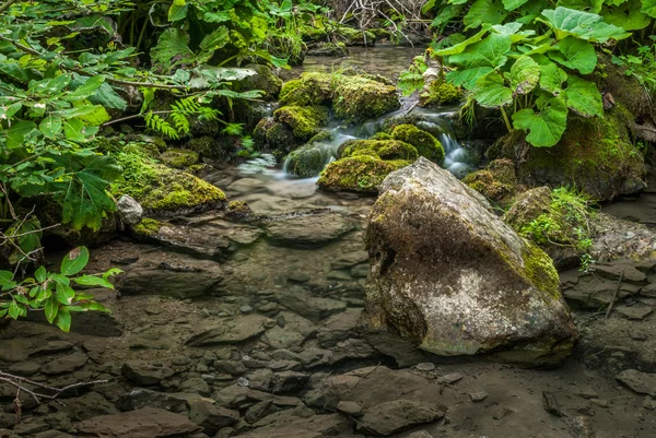 川と緑豊かな植生 — ストック写真