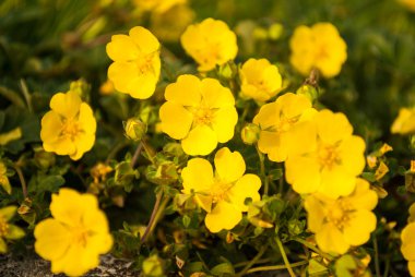 küçük sarı çiçek