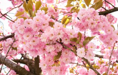 Prunus serrulata - ağaç