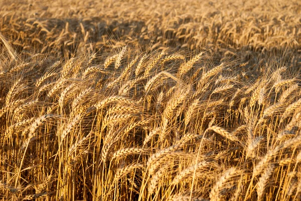 wheat grain field background