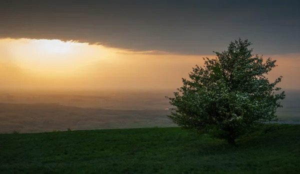日没時の孤独な木 — ストック写真