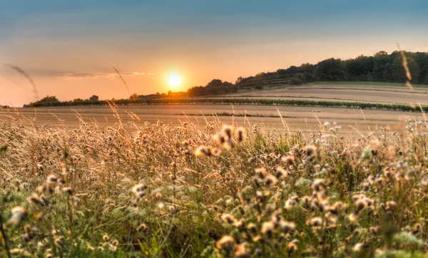 Atmosferic sunset over the field — Stock Photo, Image