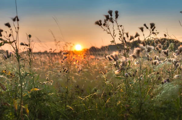 Coucher de soleil atmosphérique sur le champ — Photo