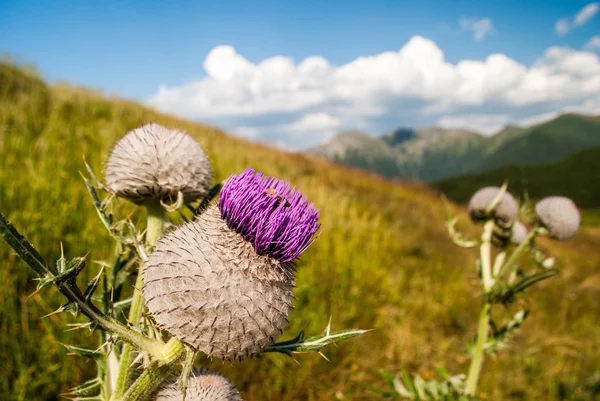 Violetti kukka ohdake — kuvapankkivalokuva