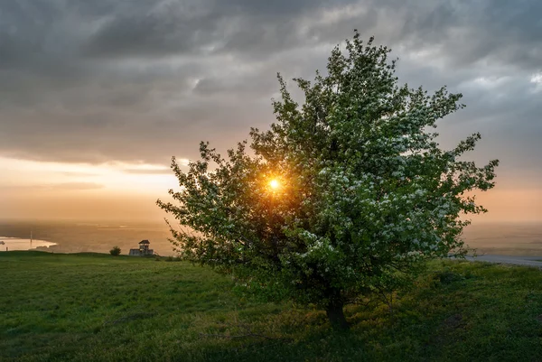 Lonely tree at sunset — Stock Photo, Image
