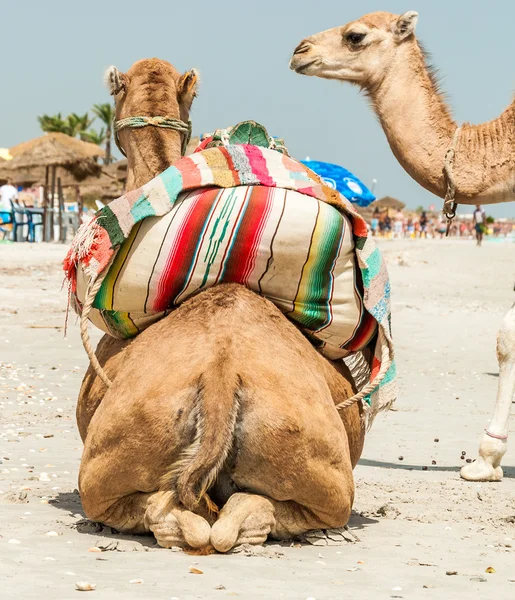 Família de camelos — Fotografia de Stock