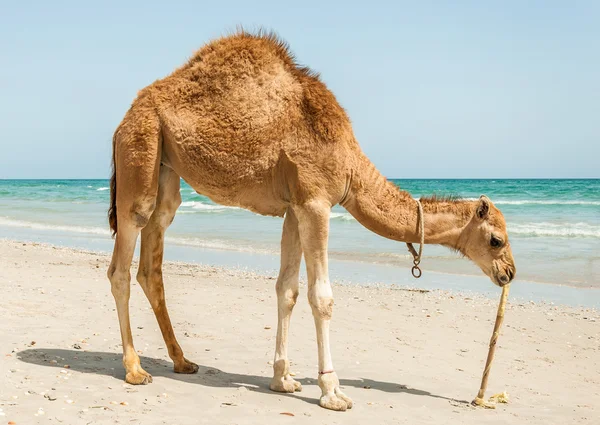 Верблюд на пляжі — стокове фото