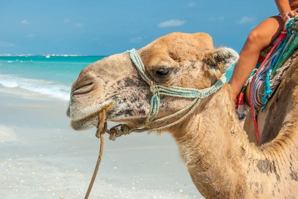 Saddled Camel — Stock Photo, Image