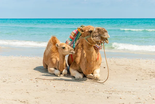 Два верблюда на пляже Лицензионные Стоковые Изображения