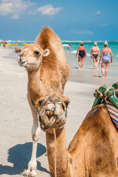 Два верблюда на пляже — стоковое фото