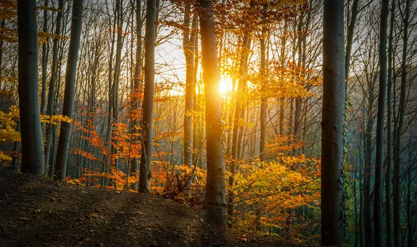 Soleil doré à travers la forêt — Photo