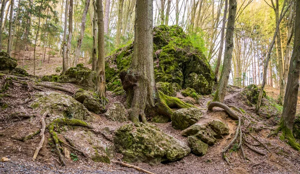 Fels im Wald — Stockfoto