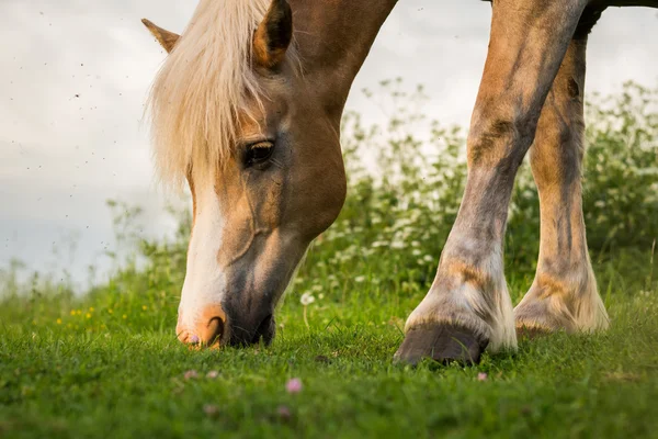 Cheval pâtureur — Photo