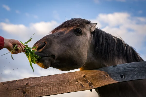 Paard achter het hek — Stockfoto