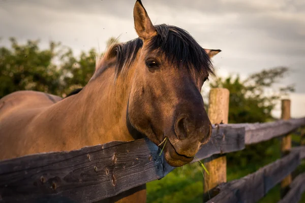 Caballo detrás de la valla — Foto de Stock