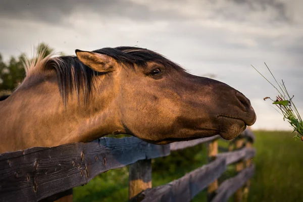 Paard achter het hek — Stockfoto