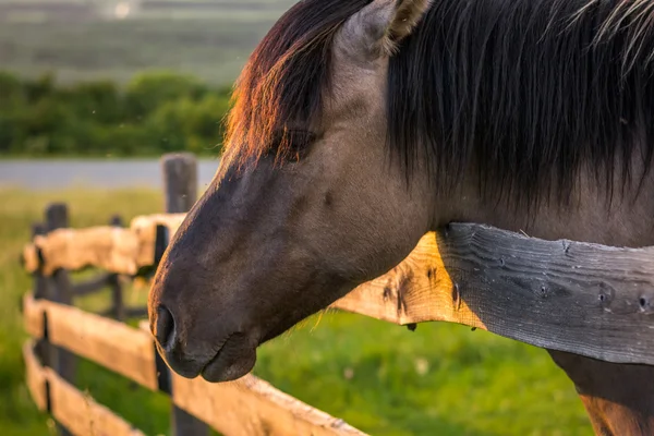 Лошадь за забором — стоковое фото