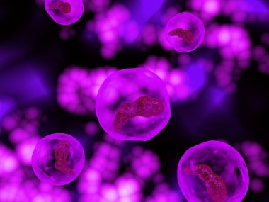 insan yumurta hücresi