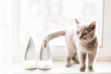 Kitty ve ayakkabılar