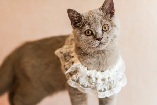 Little kitty — Stock Photo, Image