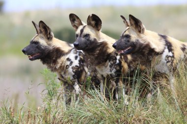 Afrika Vahşi köpekler