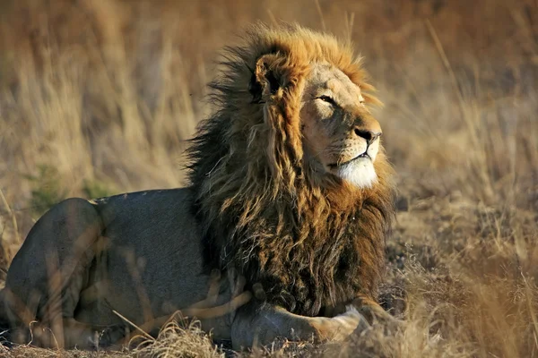 Vilda afrikanska lejon — Stockfoto