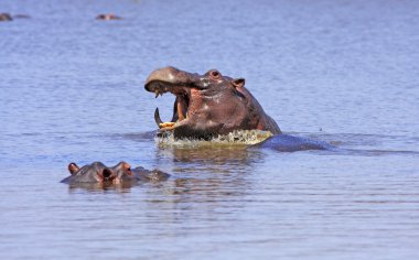 Vahşi Afrika hipopotam